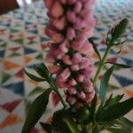 Veronica longifolia പുഷ്പം