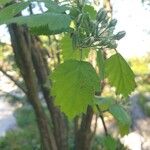 Crataegus coccinea Folha