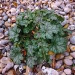 Heuchera americana 葉