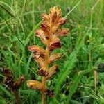 Orobanche gracilisKvět