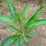 Solanum muricatum Blatt