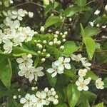 Prunus mahaleb Blüte