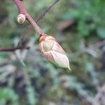 Vaccinium corymbosum Лист