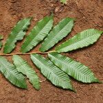 Parinari excelsa Folha