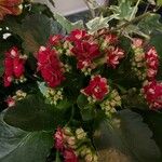 Kalanchoe blossfeldianaКветка