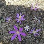 Crocus reticulatus Fleur