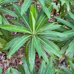 Euphorbia mellifera Buveinė