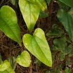 Aristolochia triangularis Лист