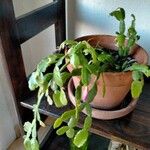 Schlumbergera bridgesii Fulla