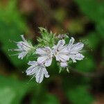 Hydrophyllum capitatum Flower