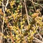 Artemisia campestris ഇല