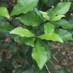 Oxera microcalyx Natur