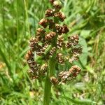 Botrychium lunaria 果実