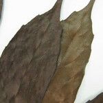 Cordia dentata Sheet