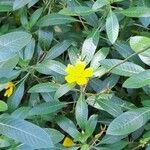 Ludwigia grandiflora Цвят