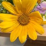 Tithonia diversifolia Fiore