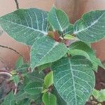 Euphorbia pulcherrima برگ