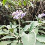 Solanum mauritianum Virág