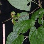 Dioscorea hondurensis Drugo