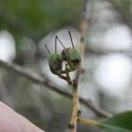 Agarista salicifolia Fruit