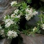 Galium anisophyllon Συνήθη χαρακτηριστικά