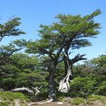 Nothofagus pumilio Hàbitat