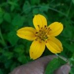 Sclerocarpus divaricatus Flor