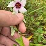 Pavonia hastata Leaf