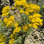 Hypericum scabrum Flower