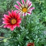 Gazania linearis Цветок