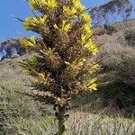 Puya chilensis Virág