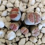 Lithops pseudotruncatellaLapas