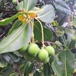 Calophyllum calaba Fruit