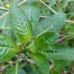 Ludwigia grandiflora Blad