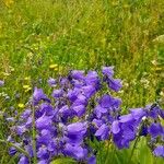 Campanula rhomboidalis Flower