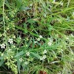 Thesium linophyllon Flower