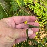 Euthamia graminifoliaFlower