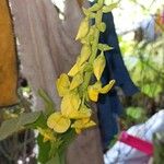 Crotalaria retusaFleur