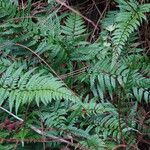 Polystichum luctuosum Hábito