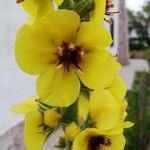 Verbascum boerhaviiFlower