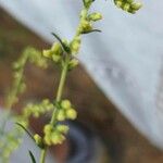 Artemisia campestris Fiore