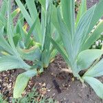 Iris pallida Leaf