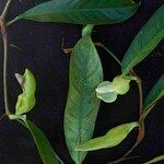 Philodendron surinamense Flower
