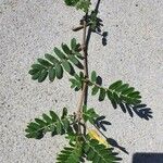 Tribulus cistoides Leaf