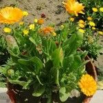 Calendula officinalisЦветок