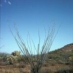 Fouquieria splendens Habit