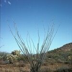 Fouquieria splendens Habitat