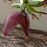 Musa acuminata Blüte