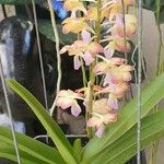 Aerides odorata Yaprak