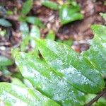 Xylopia pulcherrima Hoja